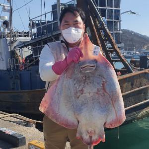 저온숙성 국산 홍어 500g (약한 맛)