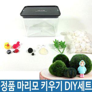 정품 일본 마리모 DIY 세트 1