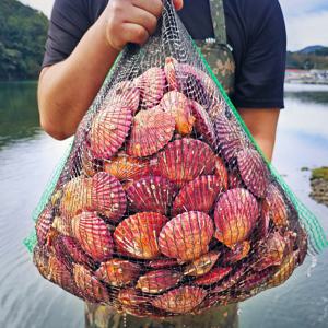 아주부 산지직송 통영 홍가리비 2kg (4kg구매시 1kg증정)