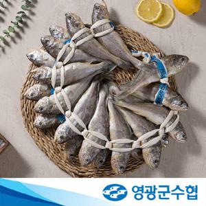 [영광군수협] 영광굴비 역걸이 장대 1.7kg 선물세트