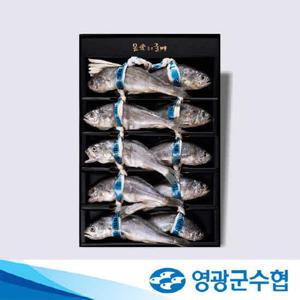 [영광군수협] 법성포 영광굴비 오가 1.3kg (10마리) 선물세트