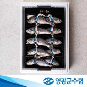 [영광군수협] 법성포 영광굴비 오가 1.4kg (10마리) 선물세트