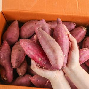 [신선연구소] 신품종 햇 호박고구마 호풍미 10kg 긴특/긴상