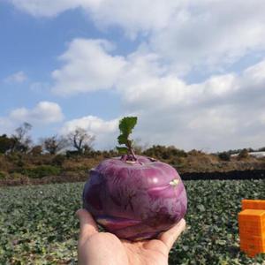 [블루밍그린] 국내산 아삭 달콤한 콜라비  5kg