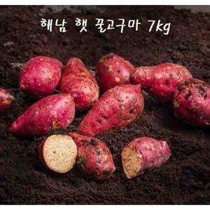 [산지직송] 24년 11월 수확 해남 햇 꿀고구마 1+1(총7kg)