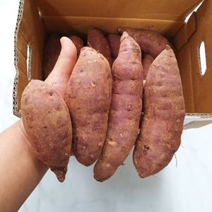 [산지장터] 무안 유기농 꿀고구마3kg(특상/개당100-300g), 베니하루카, 달수고구마