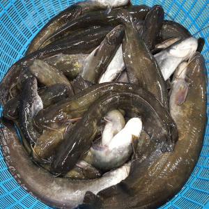 국내산 민물고기 메기 2kg ( 1kg x 2팩 )