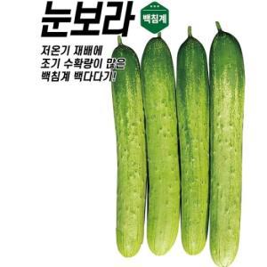 아시아종묘 씨앗 오이 눈보라 500립