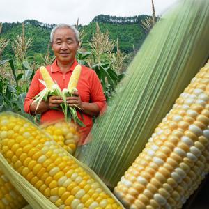 무주 냉동 초당옥수수 [손질] 미니 한입 5~9cm] - 20개 국산 급냉 옥수수