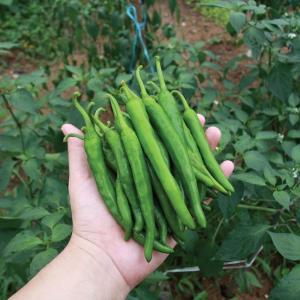 갤러리아 [맛딜]아삭한 매운 국내산 청양고추 1kg