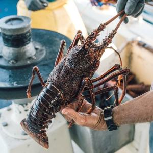 [항공직수입] 호주 자연산 크레이피쉬(바다가재)/491~610g