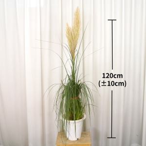 [코스트코] 팜파스120cm 677712