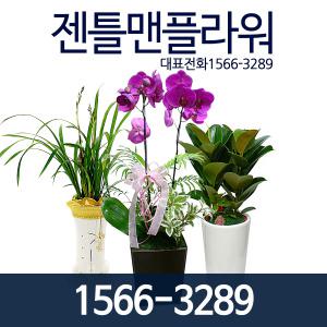 개업화분 동양란 관엽식물 축하 서양란 화분배달