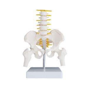 골반 모형 요추 골격모형 병원 허리 인체 뼈 실습 척추 해부학 학교 교육용 대퇴골