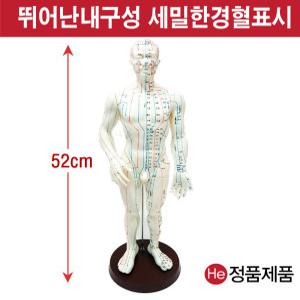 경혈모형 남자 52cmm HD8001ZY 동인형 수지침 혈자리 혈점 침술 한방모형 요골 척골 실습 인체해부도