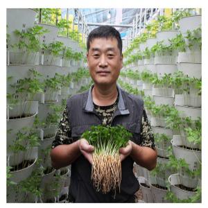 함평승현이네새싹삼 중 100뿌리(쌈채소)