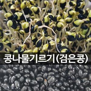 콩나물콩 500g 서목태 키우기 발아율 좋은 국산 24년 11월 햇콩 수확 잡곡용가능