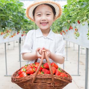 고당도 금실 죽향 설향 딸기