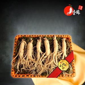 강화초지인삼 5년근 수삼 1채 750g (7~8뿌리)