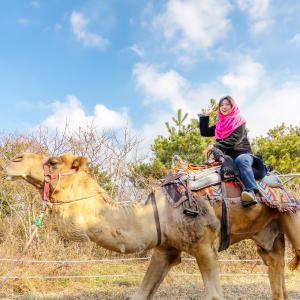 [제주] 낙타트래킹 이용권/낙타체험/먹이주기