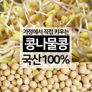 노란콩 콩나물콩 500g 집에서 키우기 방금수학 24년 11월수확