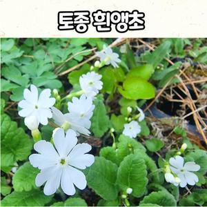 토종 흰앵초(10cm 화분) / 흰색앵초 노지월동 봄꽃 토종야생화