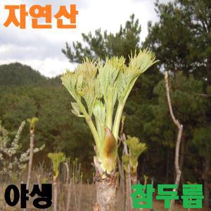 경남 창녕))2025 자연산 야생 참두릅/두릅/참가죽나물/참옻순/가죽나물/옻순/드릅