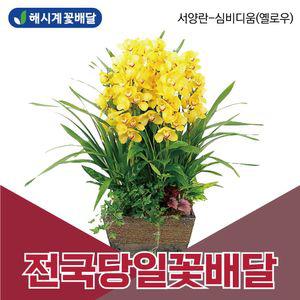 서양란 심비디움 해시계꽃배달 개업축하화분 승진화분 당일꽃배달