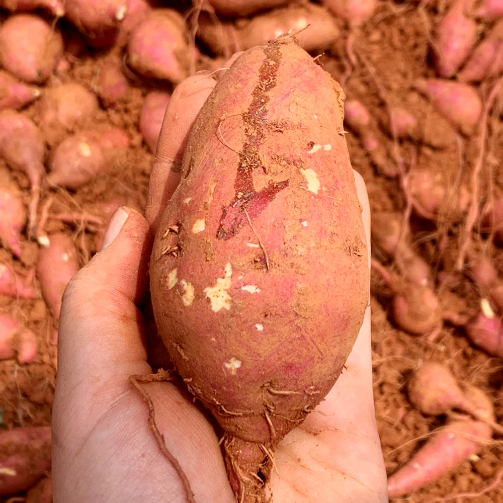 해남 꿀 고구마(세척)2kg 부터 특상/긴특, 왕/긴왕 세척햇고구마 해남산지직송 베니하루카 밤고구마