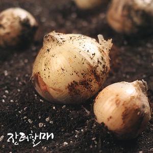[장터할매]25년 햇양파 10kg