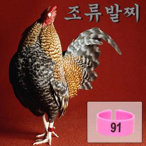 닭치고/닭발찌/병아리발찌/조류인식밴드
