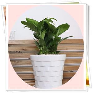 스파트필름/spathiphyllum/고급화분분갈이제품/축하화분/가습효과/개업/집들이/플랜테리어
