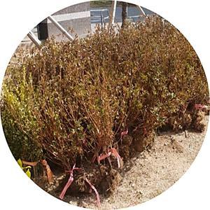 연산홍/자산홍/백철쭉/진달래/산철쭉/묘목/철쭉묘목