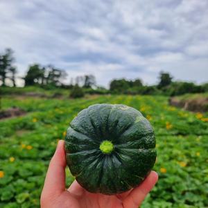 정말 맛있습니다!!! 제주 밤호박 가정용중품/상품/프리미엄 혼합과 단호박 미니단호박 제주미니단호박