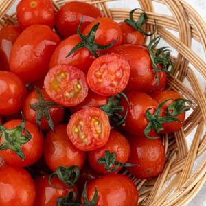 꿀당도 스테비아 대추방울토마토 1kg (500gx2팩)