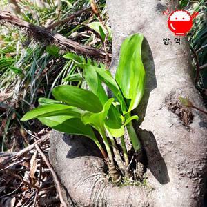울릉도 자연산 명이나물 산마늘 생채 1kg