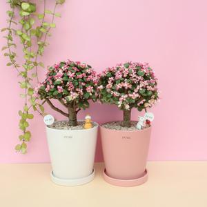 은행목 핑크 아악무 사랑무 사랑목 꽃 나무 화분 선물 키우기 쉬운 식물 개업 승진 축하 집들이 선물  공기 정화 수입 플랜테리어 플랜트인테리어 반려식물 플랜트샵 꽃화분