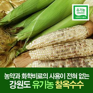 [에덴유기농] 강원도 햇 찰옥수수 유기농옥수수 2kg