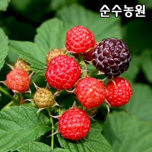 복분자나무 묘목 실생1년 뿌리묘(특) 5개/유실수/과실수
