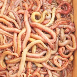 혼무시 참갯지렁이 500g 국산 돌돔미끼 원투낚시