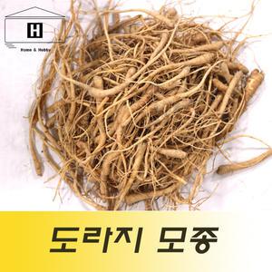 도라지뿌리모종 도라지묘종 도라지모종 도라지종자 도라지종근