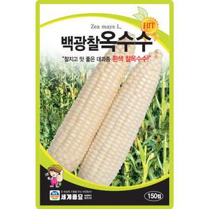 세계종묘 백광찰옥수수 씨앗 150립 흰색 찰옥수수씨 종자