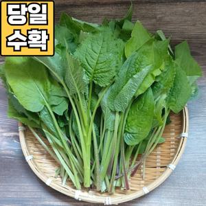 (당일수확) 강원도 정선 곤드레나물 생곤드레 4kg