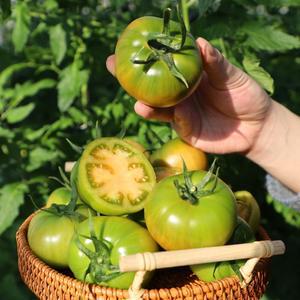 부산대저 짭짤한 대저토마토 2.5kg(M,개당130-180g)