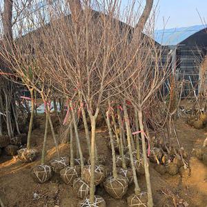 미꽃산딸나무 / 스칼렛파이어 / R5~6 / 개화주