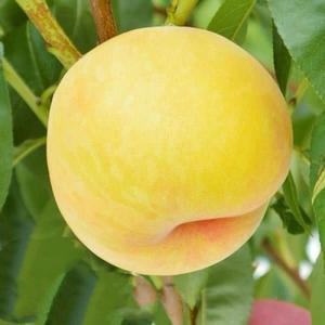 직립 전통자두 노란 자두나무 묘목 / 열녀목 열녀수 / 고당도 조경과실수