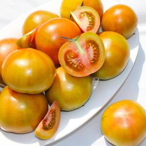창녕 찰토마토 5kg 2S