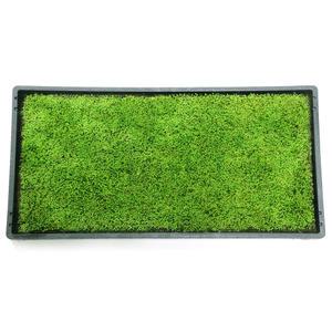 테라리움 비바리움 양지이끼 석부작 조경용 서리이끼 1판(30CMX60CM)