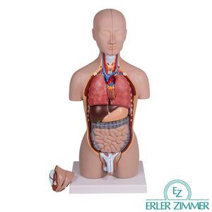 ERLER ZIMMER 인체해부모형 B223 16분해 상반신 해부모형