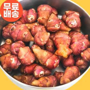 당뇨환자용 산지직송 자색돼지감자 생돼지감자 뚱단지 되지감자